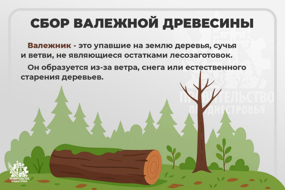 Правительство напомнило, какие материалы разрешено, а какие запрещено использовать для заготовки дров