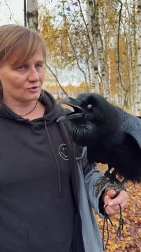Ворон Карлуша покорил соцсети — пернатый с жуткой реалистичностью умеет пародировать человеческий голос