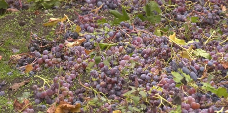 Молдавский фермер из села Хаджимус выбросил весь урожай винограда из-за отсутствия рынка сбыта