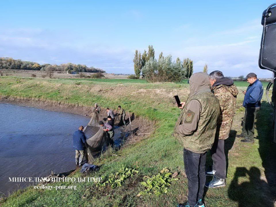 В Ягорлыкскую заводь выпустили 1,5 тонны сеголетков белого амура и толстолобиков