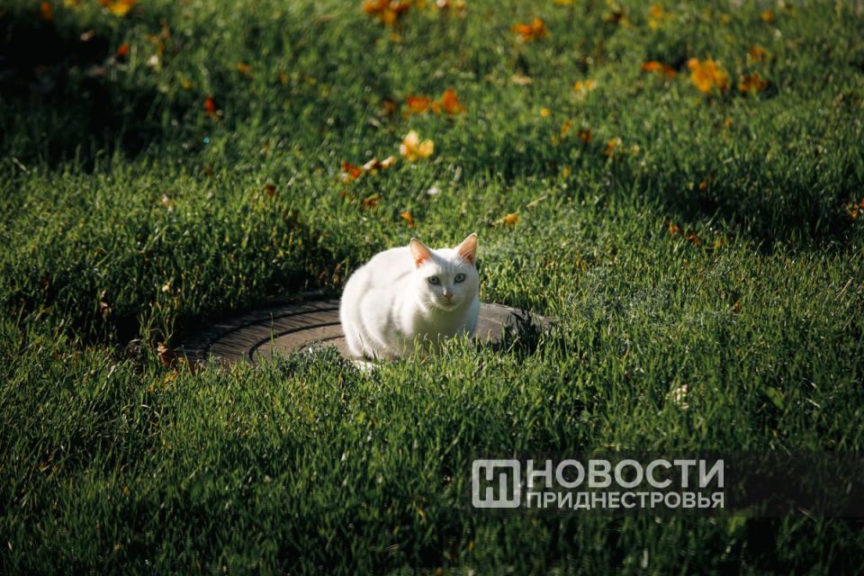 8–12 градусов тепла днем обещают синоптики в Приднестровье на следующей неделе