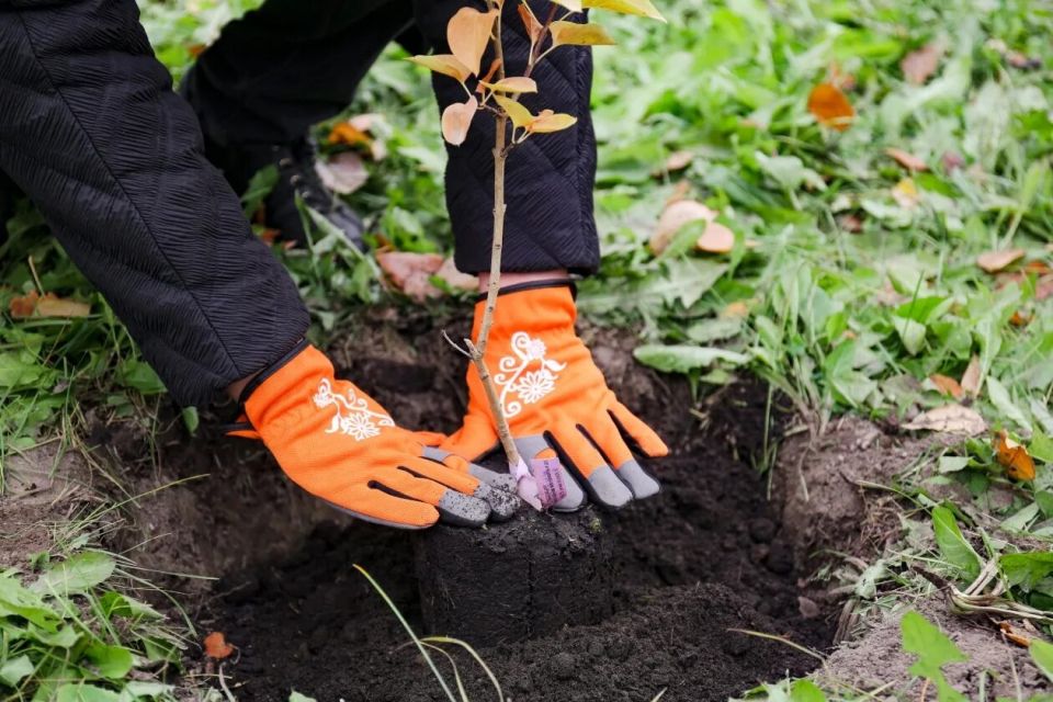 Ботанический сад 1 ноября проведёт выставку-ярмарку