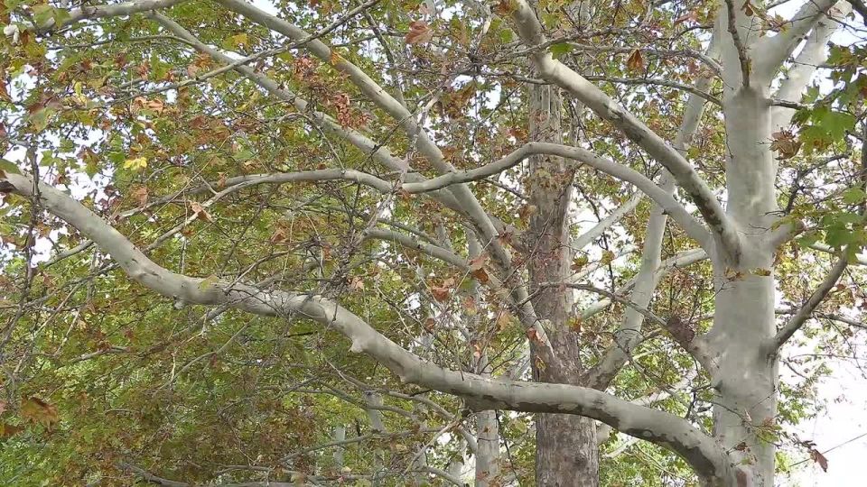 В Приднестровье – «Бабье лето», но ненадолго