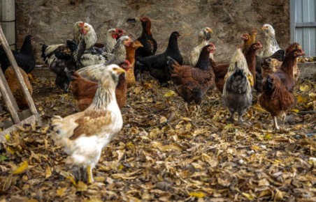 Сельский туризм. Сегодня это особое направление, которое с каждым годом привлекает к себе всё больше любителей отдыха на свежем воздухе, в том числе и отдыха активного