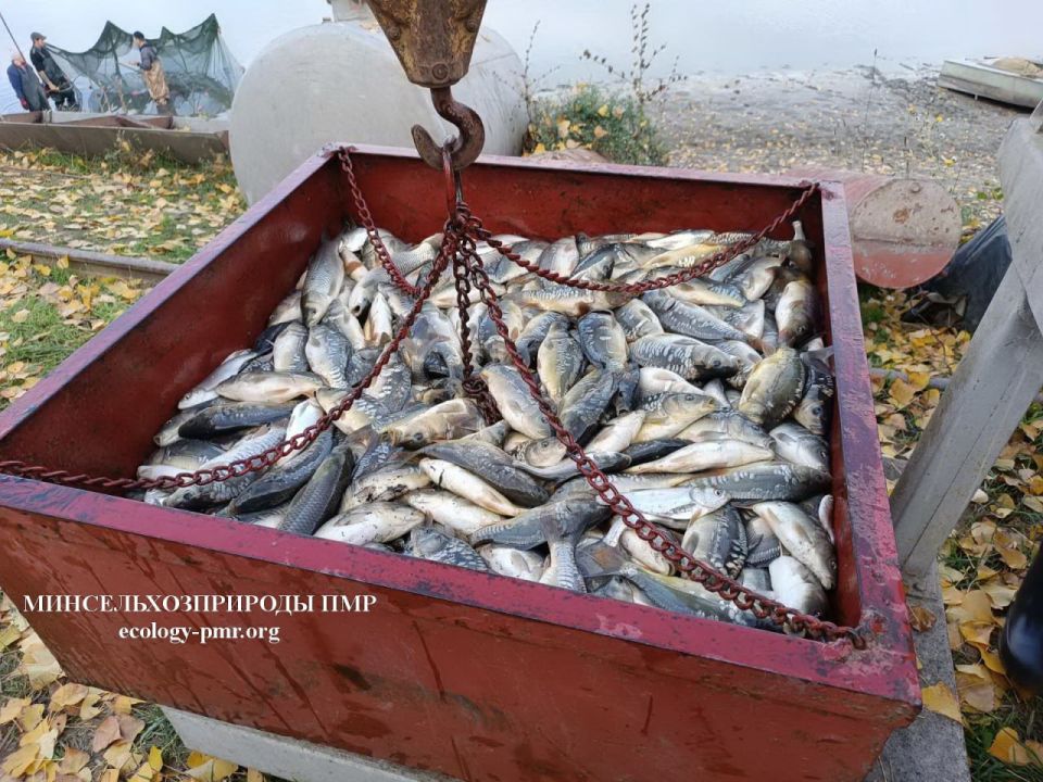 В Ягорлыкскую заводь выпустили карпов и карасей