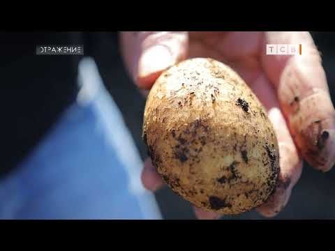 В Приднестровье идёт сбор картошки