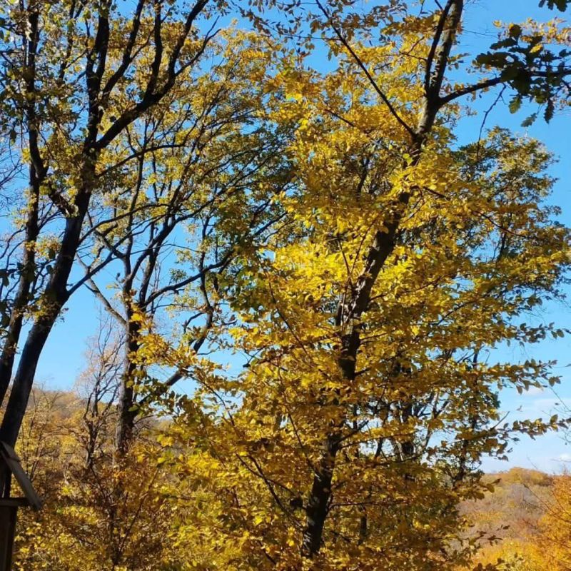 Золотой октябрь в заповеднике "Ягорлык"