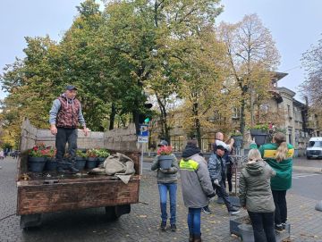 До холодов цветы в вазонах на улице радовали горожан