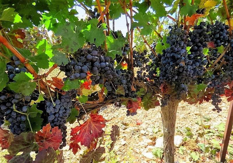 В одном из сёл Слободзейского района между соседями вспыхнул конфликт из-за виноградной лозы, растущей по границе участков