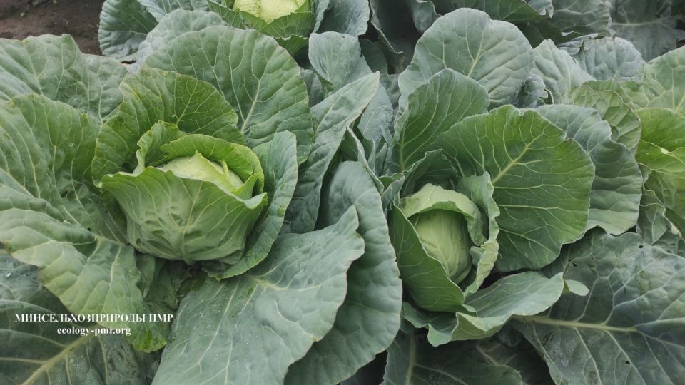 Высокоурожайные капуста и лук — разработки приднестровских учёных