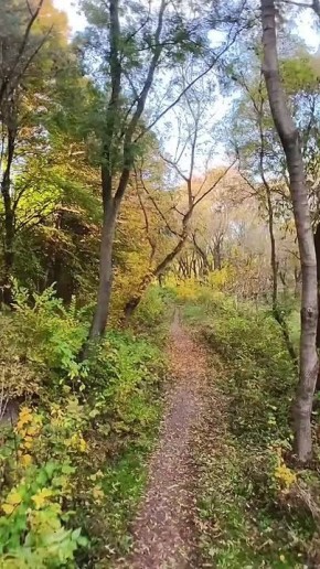 Берёзовая роща и парк на Солнечном в красках осени