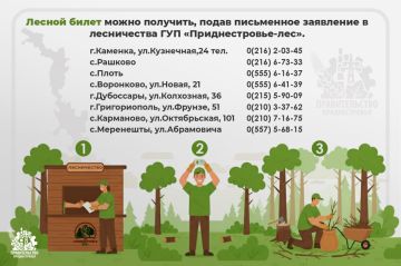 Напоминаем правила сбора валежной древесины