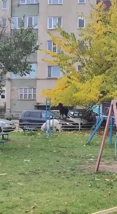 Собака пасёт коз в Тирасполе в районе Ориона
