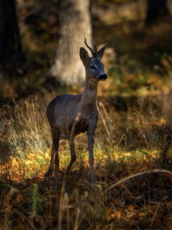 Косуля позирует в молдавских Кодрах