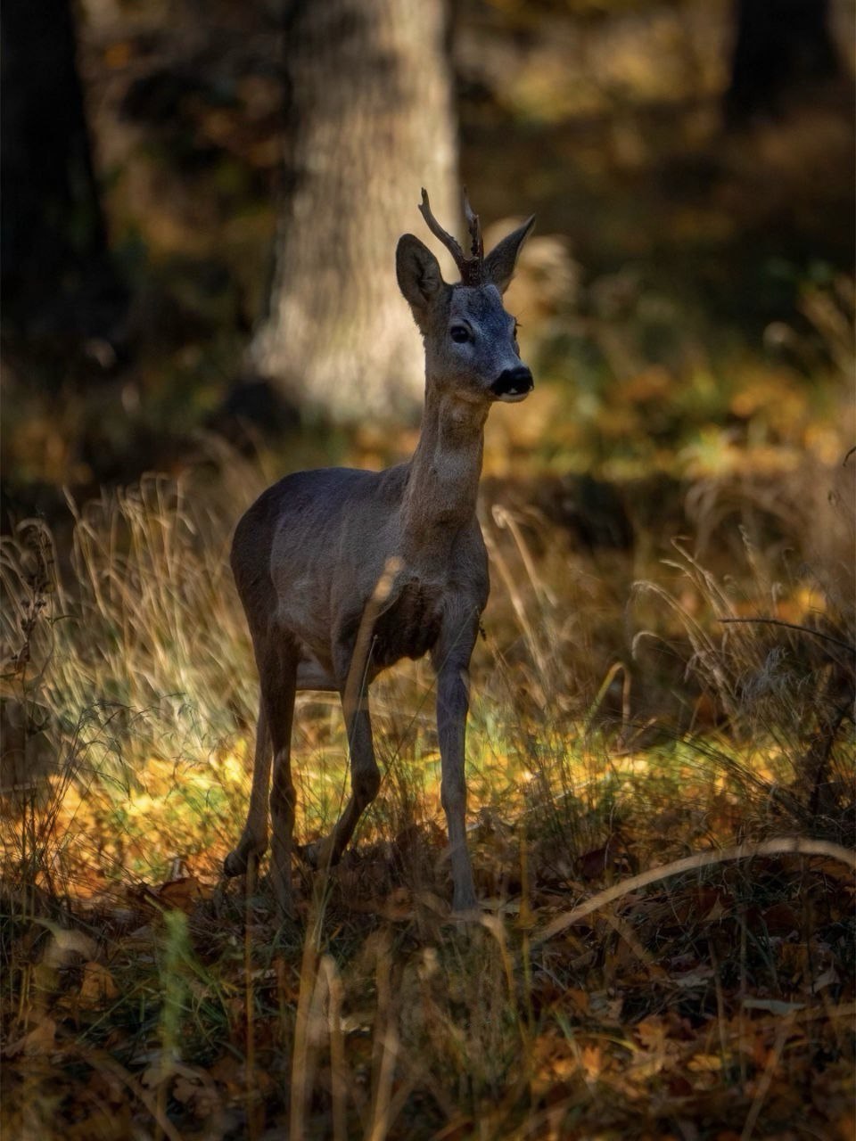 Косуля позирует в молдавских Кодрах