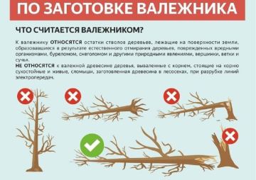 Сбор валежника в Приднестровье: как правильно собирать