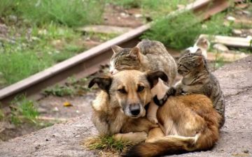 В Кицканах будут вакцинировать кошек и собак от бешенства