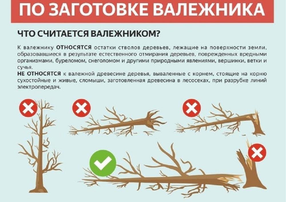 Сбор валежника в Приднестровье: как правильно собирать