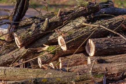 Напоминаем:. Сбор валежной древесины на территории Государственного лесного фонда Приднестровской Молдавской Республики осуществляется по лесным билетам, выдаваемым лесничествами ГУП «Приднестровье-лес» на один сезон