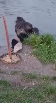 В селе Красненькое (Рыбницкий район) подросло молодое поколение нутрий, которые обосновались в рукотворном озере