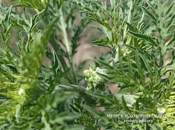 Если не уничтожать амброзию на своих участках, можно лишиться земли