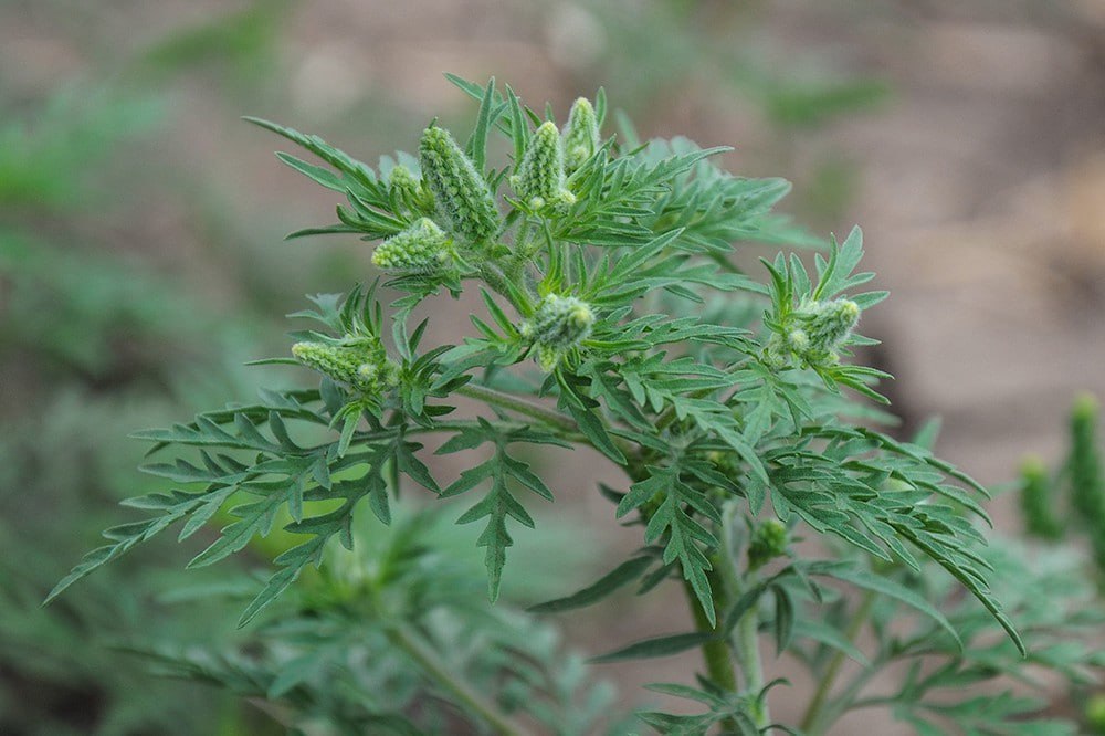 Итоги борьбы с амброзией в 2025 году