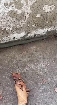 Рептилию-подружку сняла жительница столицы на набережной, когда шла на рынок