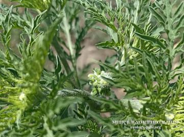 Минсельхозприроды ПМР подвело итоги борьбы с амброзией