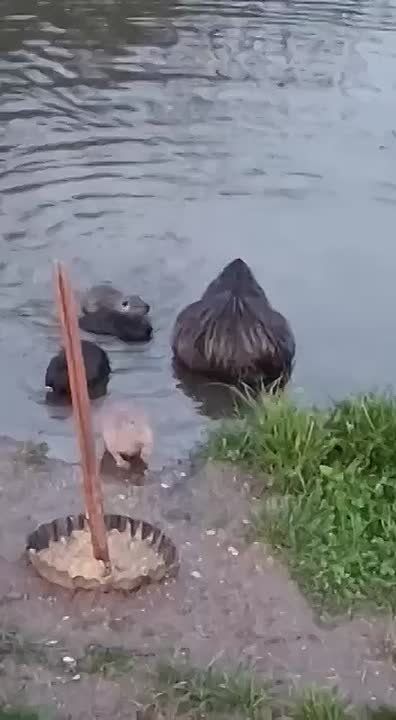 В пруду села Красненькое — пополнение у нутрий