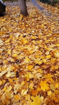 Листья жёлтые над городом кружатся