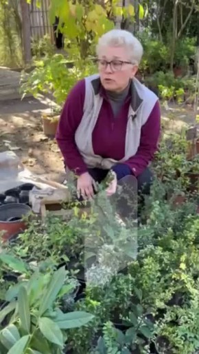 Пихты, туи, кизильники, хурма, гранаты и инжир – готовые к посадке саженцы можно будет купить в республиканском ботаническом саду