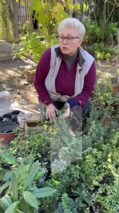 Пихты, туи, кизильники, хурма, гранаты и инжир – готовые к посадке саженцы можно будет купить в республиканском ботаническом саду