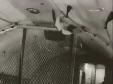 На видео — ответ, почему в космос полетели Белка и Стрелка