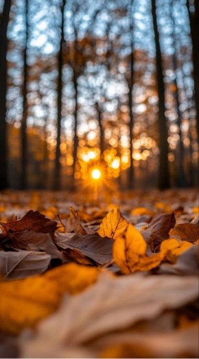 По дворам и переулкам. Бродит осень в октябре