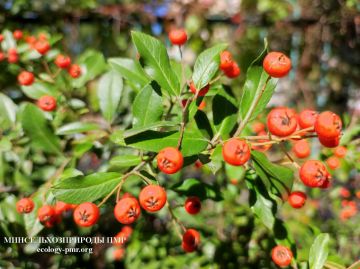 Анализ погоды от главного метеоролога Приднестровья