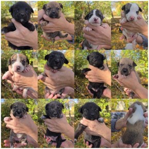 В Тирасполе на Кировском найдены 11 щенят