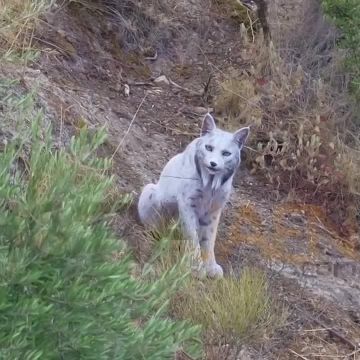 В Испании впервые в истории сняли белую рысь