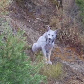 В Испании впервые в истории сняли белую рысь
