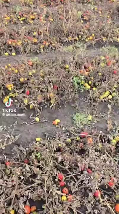 Помидоры и яблоки гниют на полях Молдовы – такие видео всё чаще стали появляться в СМИ РМ. В комментариях пишут, что овощи и фрукты, которые раньше можно было экспортировать в Россию, Европе не нужны