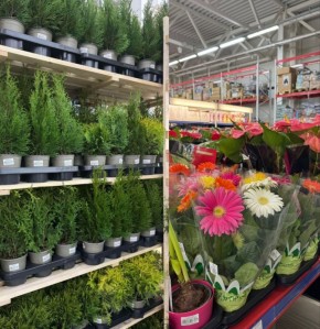 Тираспольчане раскупают уличные растения в гипермаркете, к новому году берут хвойные: голубую ель и сосну Ричарда