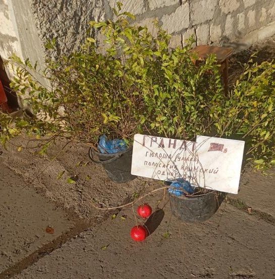 В Приднестровье на всех углах торгуют крымским полосатиком - это саженцы граната, который у нас растет и плодоносит