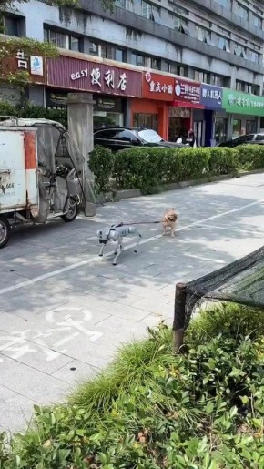 В Китае нашли собаку-робота, которая выгуливает живую собаку