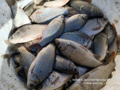 В Днестр и Кучурганское водохранилище выпустили 1,7 тонн карася, осеннее зарыбление продолжается