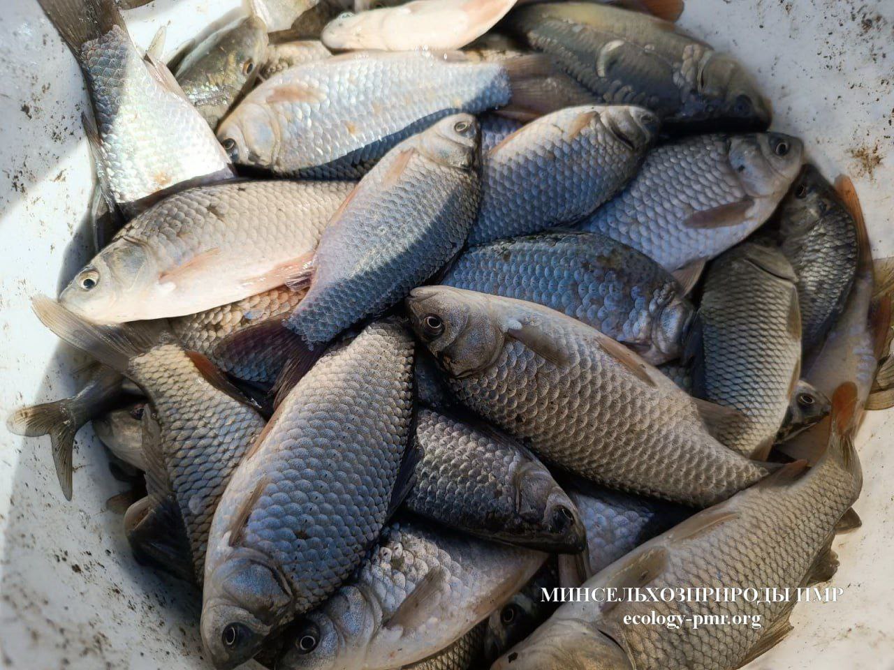 В Днестр и Кучурганское водохранилище выпустили 1,7 тонн карася, осеннее зарыбление продолжается