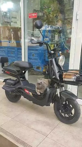 Столичный кот. Просто обдумывает маршрут жизни