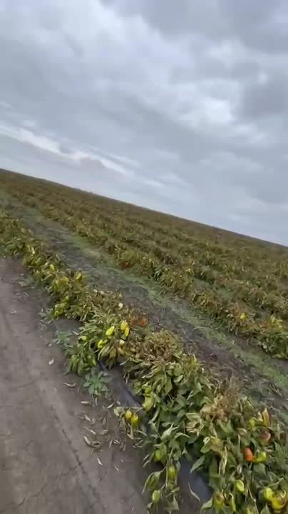 Молдавские фермеры продолжают бросать урожай на полях - на этот раз арбузы, перцы и помидоры