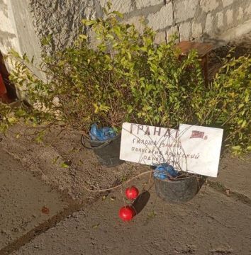 В Приднестровье на всех углах торгуют крымским полосатиком - это саженцы граната, который у нас растет и плодоносит