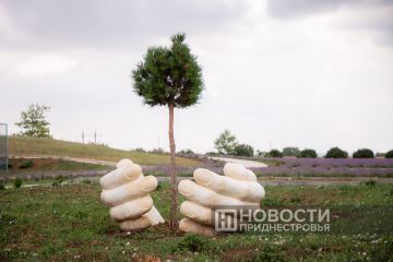 Президенту Вадиму Красносельскому представили данные по программе озеленения республики за 9 месяцев 2025 года