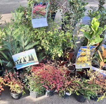 Ботанический сад завтра устраивает выставку-продажу растений