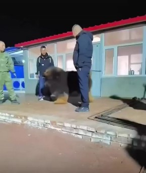 Тибетский мастиф стал самым дорогим собакеном в мире: китайский девелопер приобрёл его за более чем $1 млн после выставки Zhejiang Luxury Pet Fair